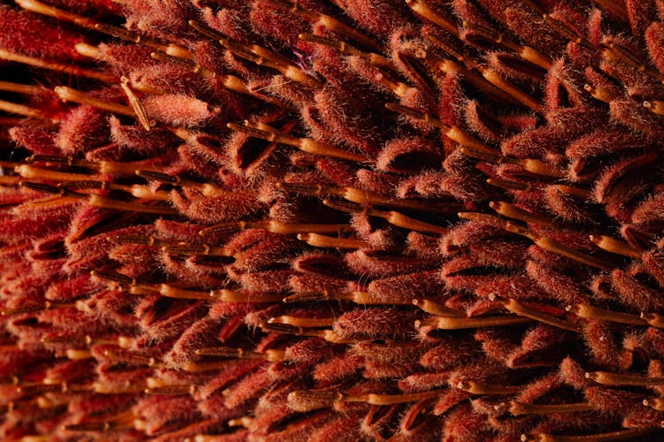 Macro Shot Of Red Banksia Flower Petals