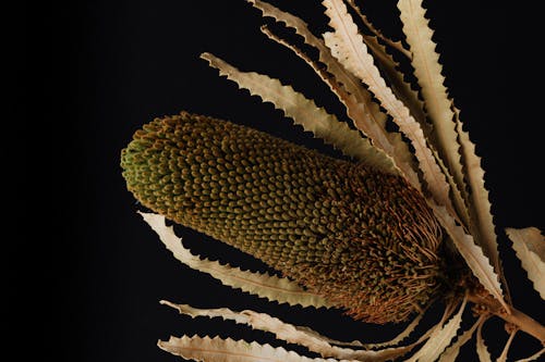 Beautiful exotic banksia flower on black surface