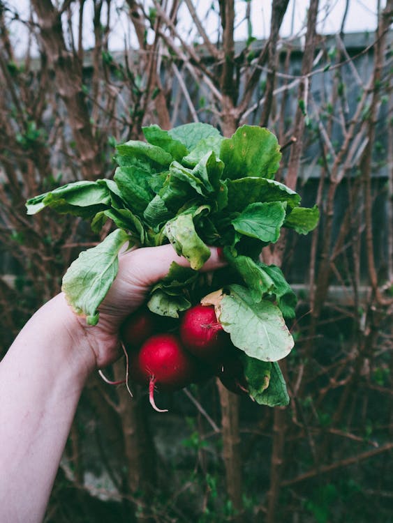 Free Person Holding A Red Radish Plant Stock Photo