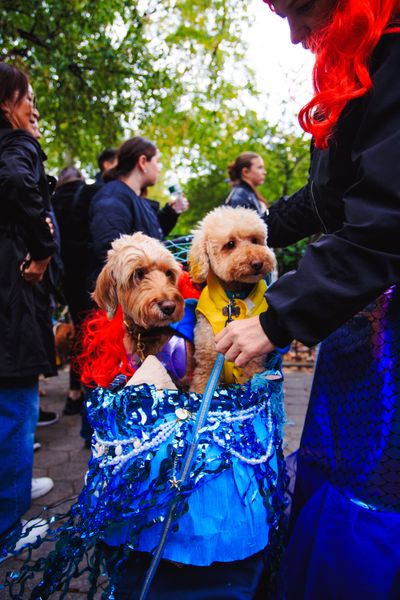 Dogs in costume at Halloween parade in New York City