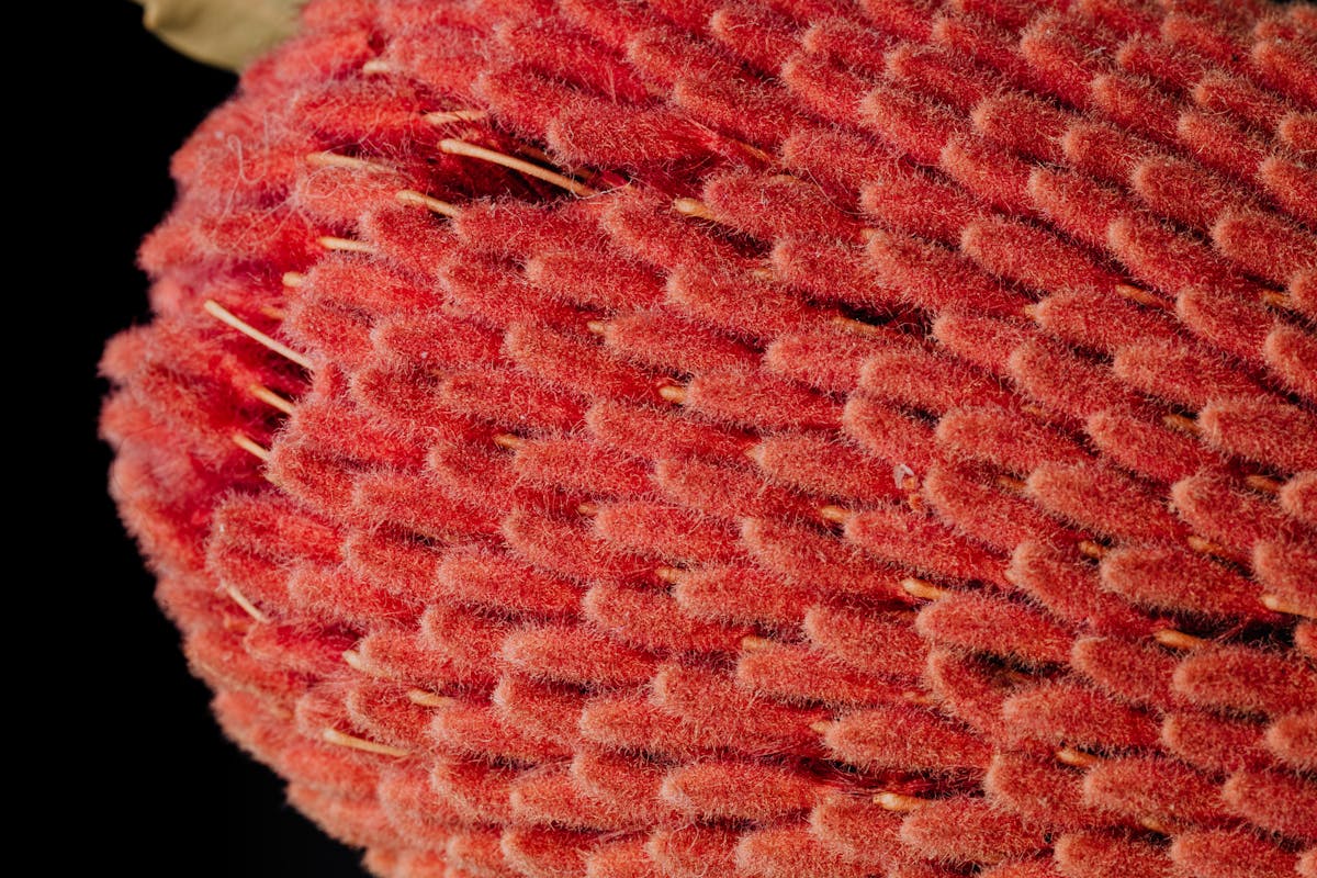 From above of top part of exotic tropical banksia flower with unusual narrow fluffy red petals