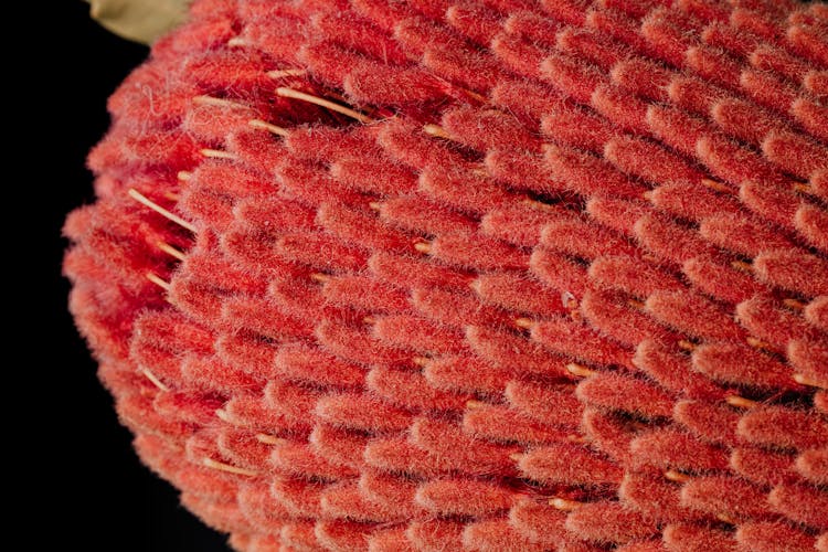 Beautiful Macro Photo Of Red Banksia Flower Top