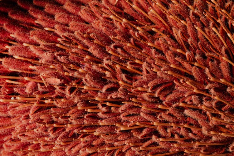 Macro Peaks Of Red Banksia Flower