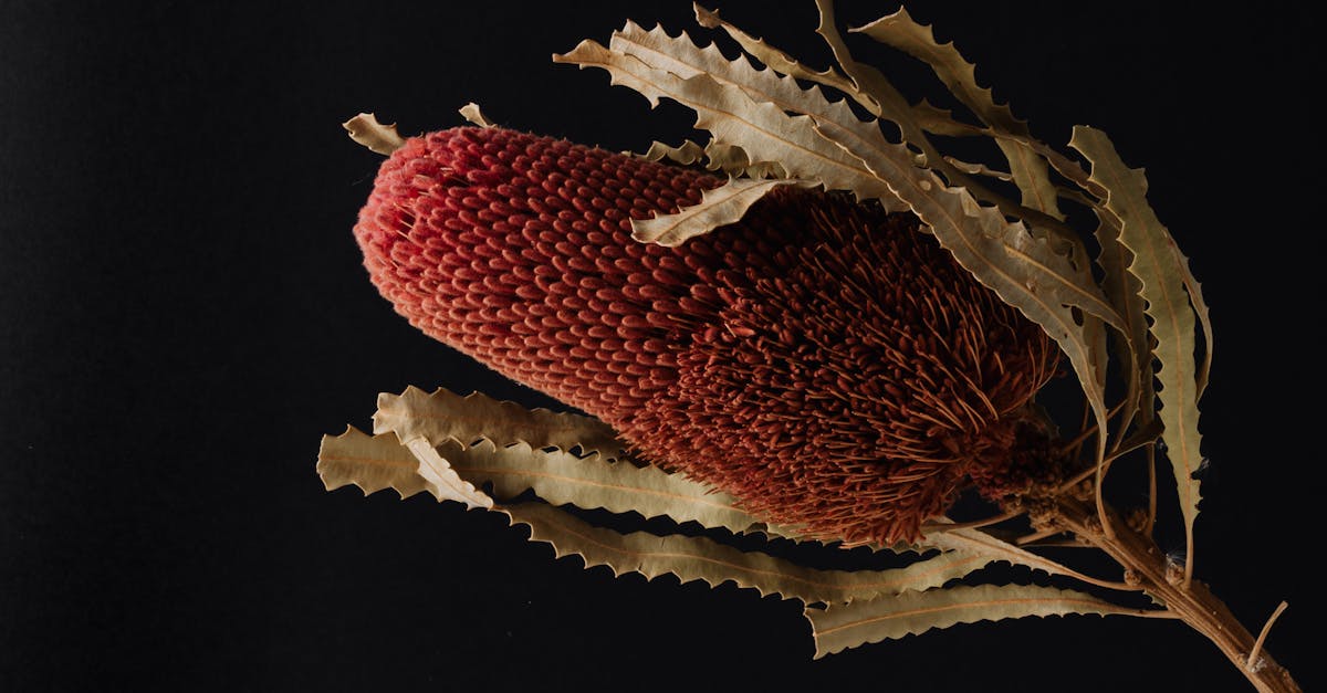 How big do toy poodles grow Australia