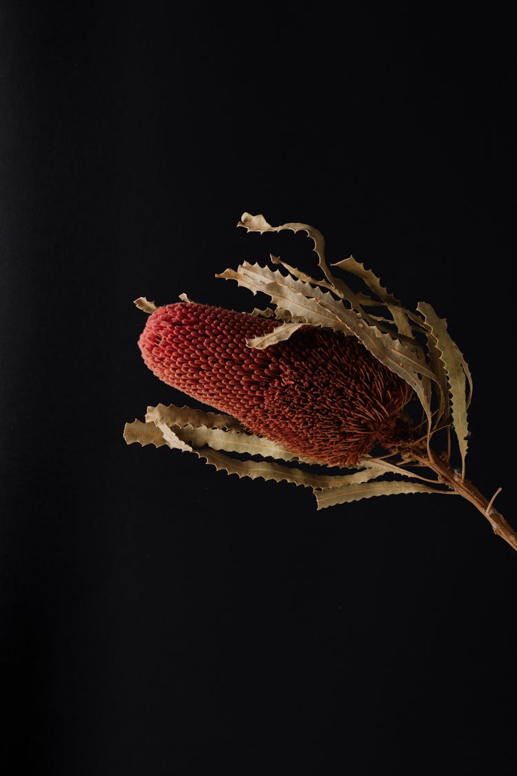 Red Flower Of Exotic Banksia Plant On Black Surface