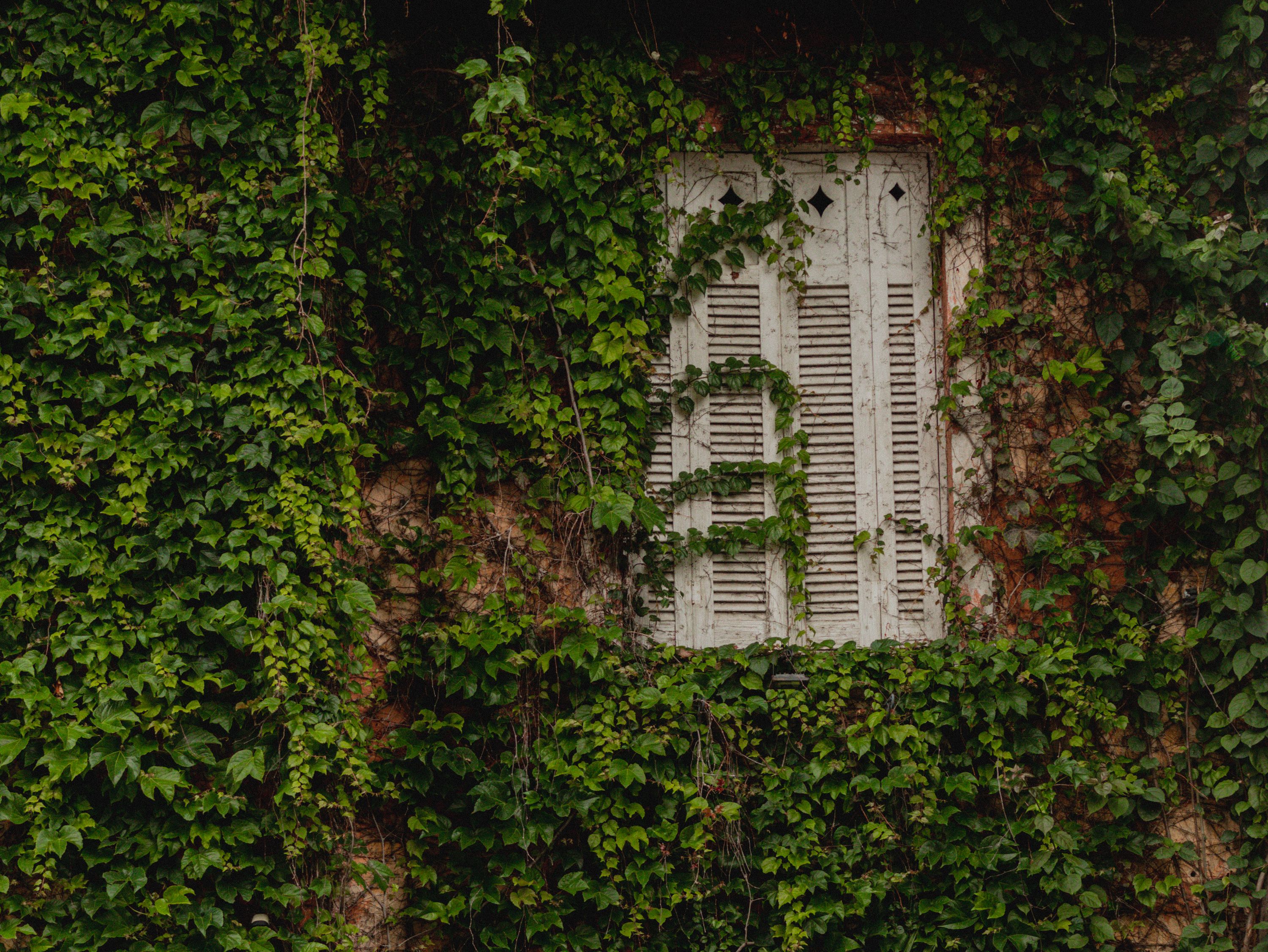 An old window with closed wooden shutters covered in lush green ivy, creating a rustic look.