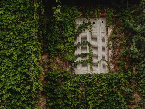 An old window with closed wooden shutters covered in lush green ivy, creating a rustic look.