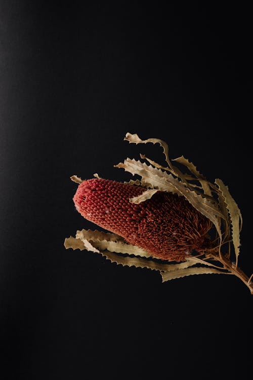 Amazing red flower of exotic banksia plant on black surface