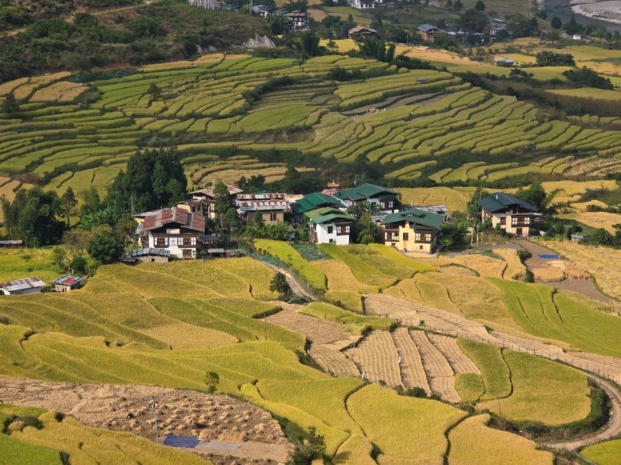 Terraços de arroz ao redor de casas tradicionais butanesas