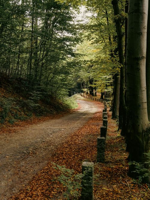 Free A tranquil forest path lined with trees and autumn leaves in Lower Silesian Voivodeship, Poland. Stock Photo