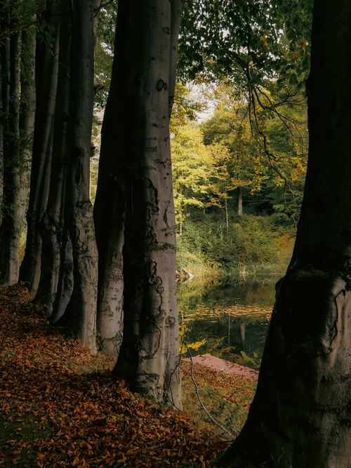 Free Tranquil autumn forest scene with trees and a calm pond reflecting vibrant foliage. Stock Photo