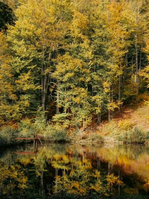 Free Peaceful autumn forest scene with colorful leaves reflecting in a serene lake. Stock Photo