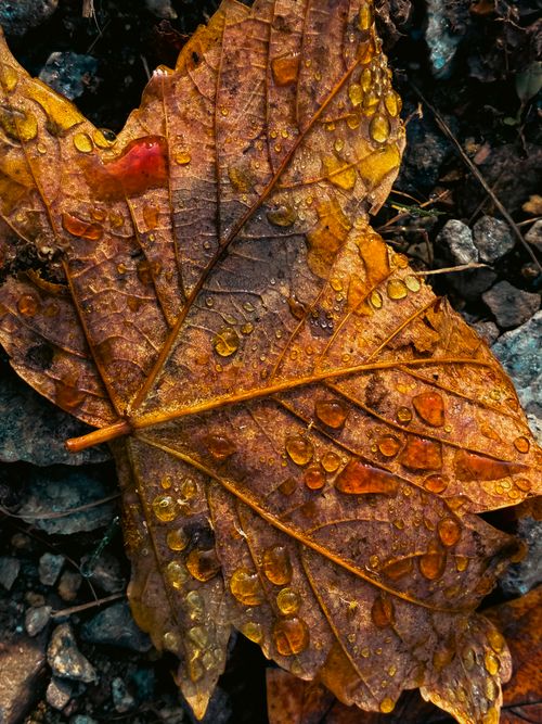 Free A close-up of a dewy autumn leaf resting on rocky ground in Lower Silesian Voivodeship, Poland. Stock Photo