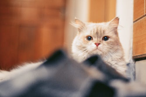 Free stock photo of animals, animals and pets, at home Stock Photo