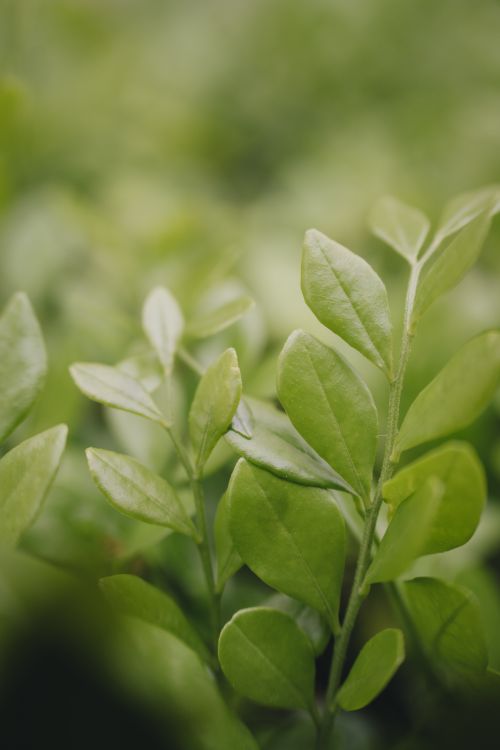 Free Vibrant green leaves captured in a close-up, highlighting their lush texture and detail. Stock Photo