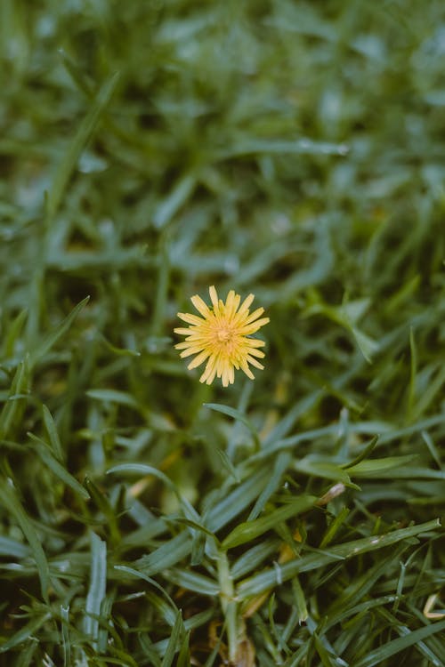 Yellow Flower on Green Grass