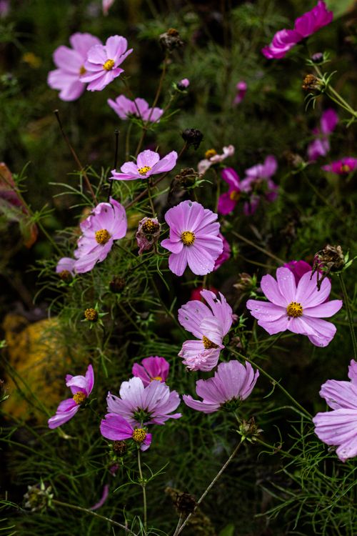 Free A field of pink cosmos flowers blooming vibrantly, showcasing delicate petals and lush green stems. Stock Photo