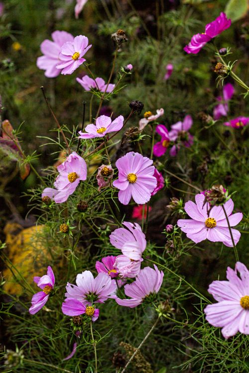Free Bright pink Cosmos flowers in full bloom in a lush garden setting, showcasing vibrant nature in autumn. Stock Photo