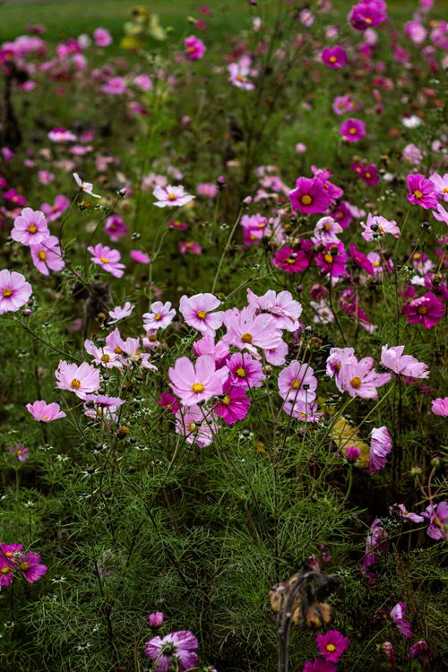 Free Explore a lush meadow filled with vibrant pink cosmos flowers blooming in summer. Stock Photo