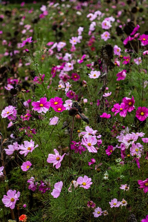 Free A lush field of blooming pink and purple cosmos flowers in full bloom, showcasing natural beauty. Stock Photo