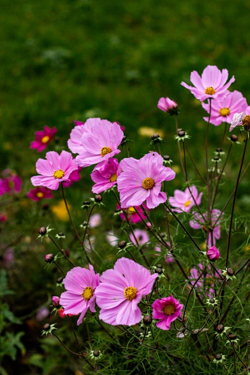 Free Beautiful pink cosmos flowers blooming in a lush green garden, showcasing nature's vivid color palette. Stock Photo