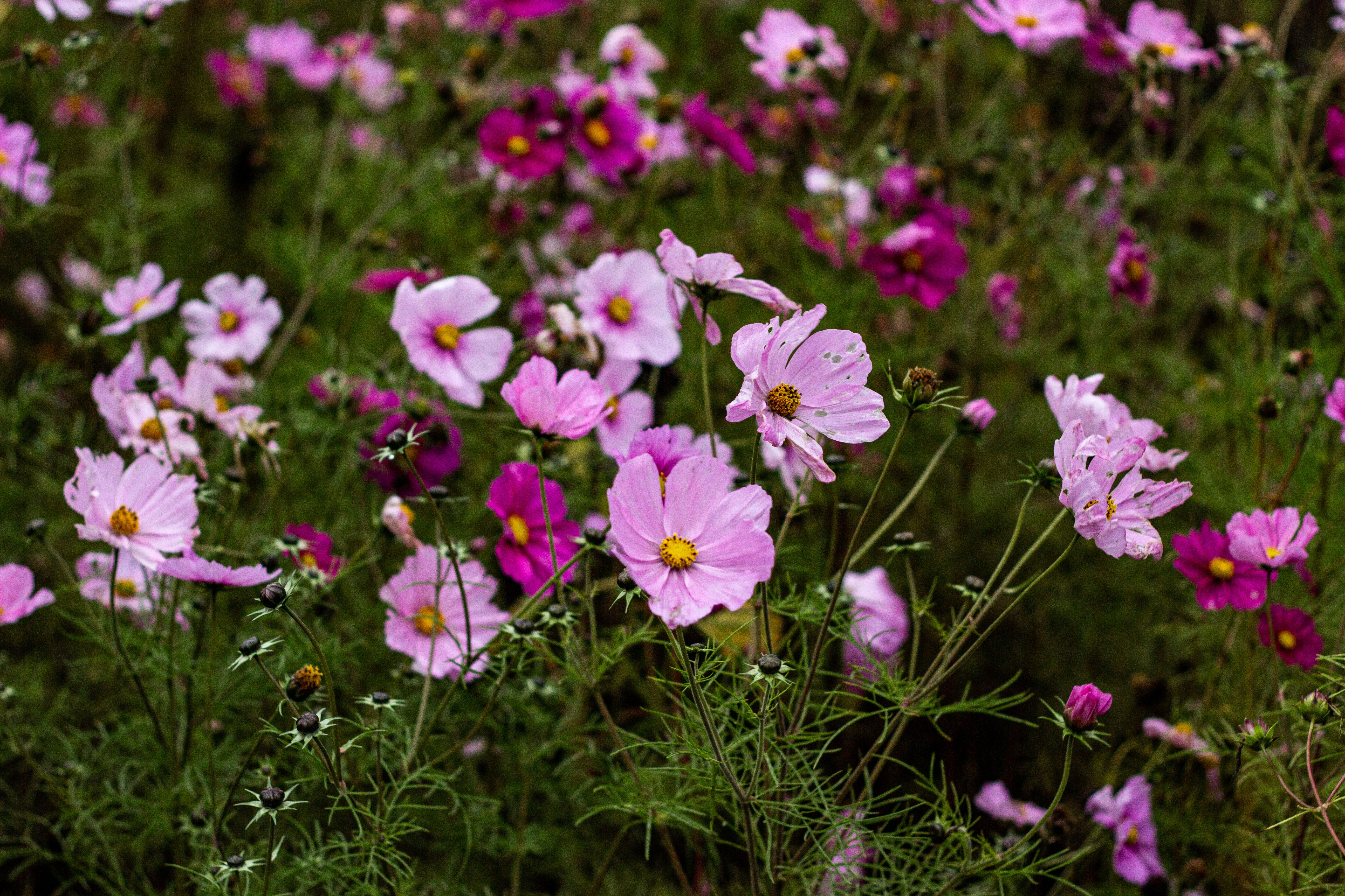 Pink and purple cosmos flowers