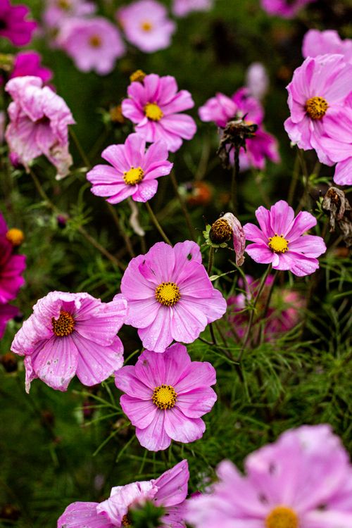 Free Vibrant pink cosmos flowers create a lively display in a lush garden setting, evoking feelings of summer and growth. Stock Photo