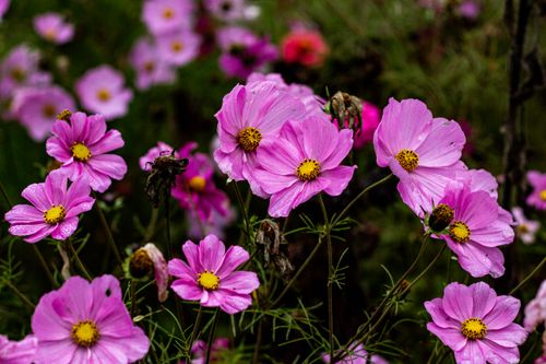 Free A captivating close-up of vivid pink cosmos flowers showcasing their natural beauty and intricate details. Stock Photo