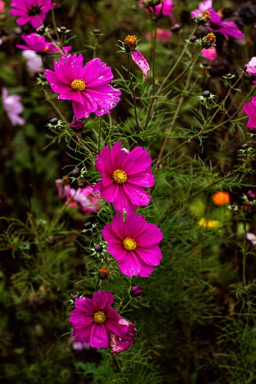 Free A close-up of vivid pink Cosmos flowers against lush green foliage, perfect for nature-themed visuals. Stock Photo