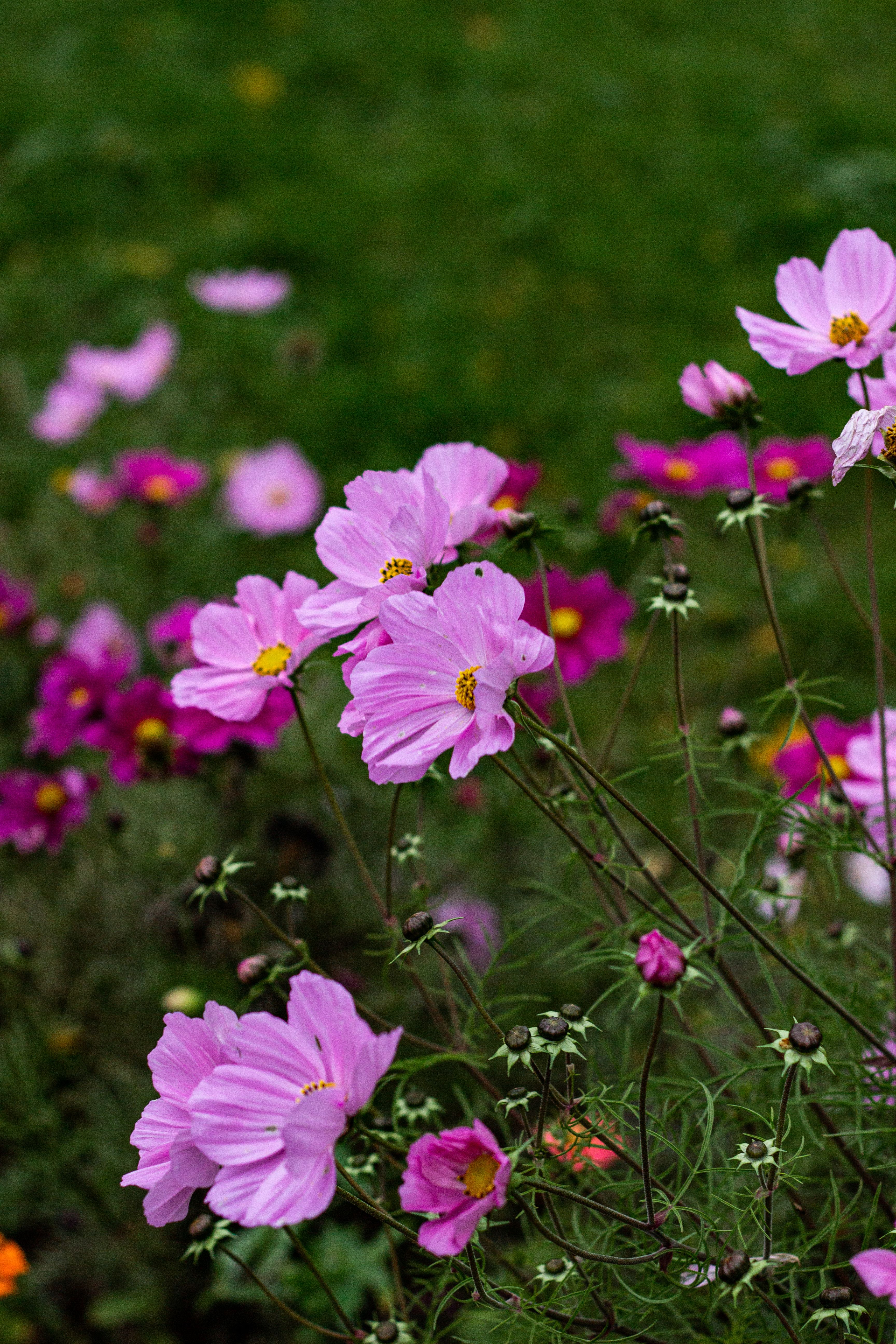 Vibrant Pink Cosmos Flowers in Bloom Outdoors · Free Stock Photo