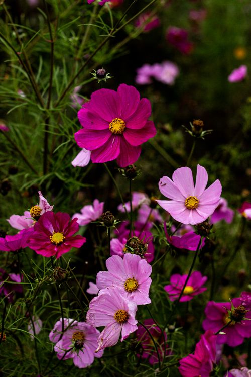 Free Beautiful pink and purple cosmos flowers blooming in a lush garden setting. Stock Photo