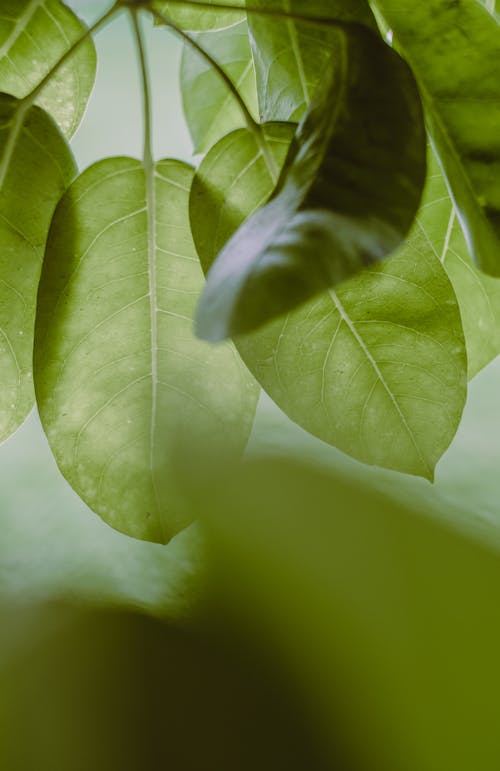 Green Leaves in Close-up Photography