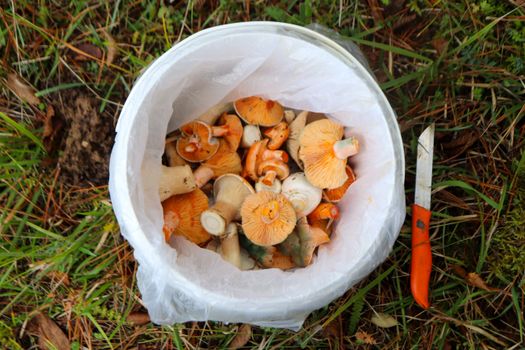 A bucket of freshly picked Saffron Milk Cap mushrooms in a forest setting, ready for cooking.