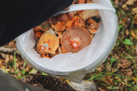 A close-up of fresh wild mushrooms in a basket collected during a forest forage.