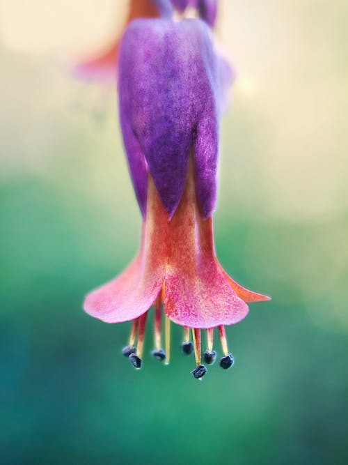 Purple and Red Flower in Tilt Shift Lens