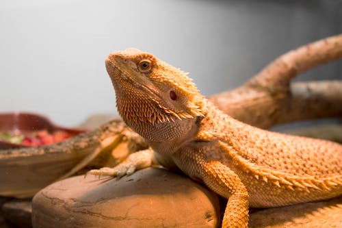 Free stock photo of bearded dragon, beardie, dragon