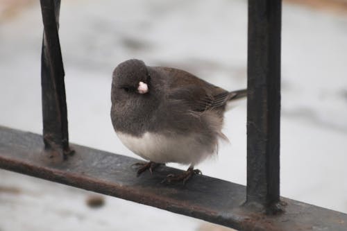 Free stock photo of cute, dark eyed junco, fluffy