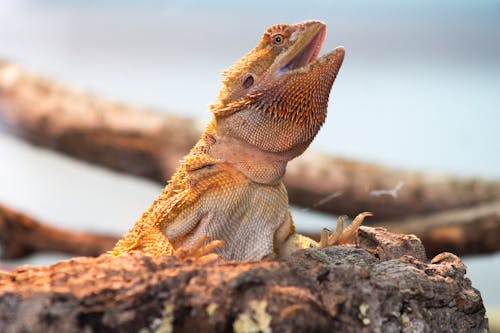 Free stock photo of bearded dragon, beardie, dragon