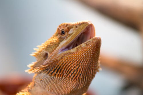 Free stock photo of bearded dragon, beardie, dragon