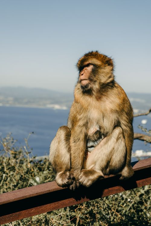 Free A Barbary macaque sits on a rail with a stunning view of Gibraltar's coastline. Stock Photo