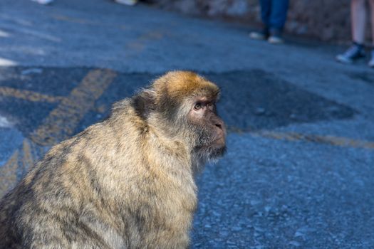 A Barbary macaque sitting on a Gibraltar street with a thoughtful expression.