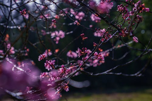 Foto d'estoc gratuïta de brots de flors, cirerer, estiu