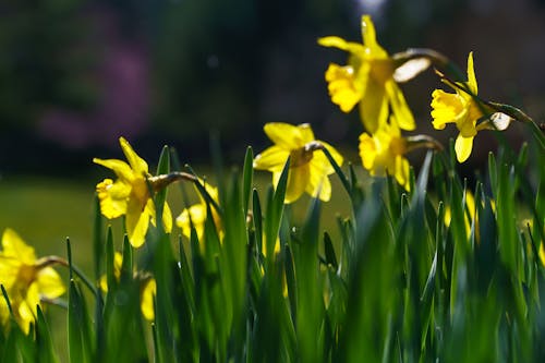 Foto d'estoc gratuïta de estiu, flors, groc