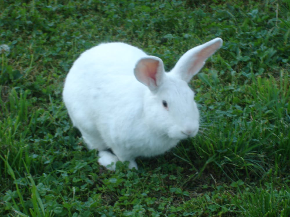 Free stock photo of conejo, rabbit Stock Photo