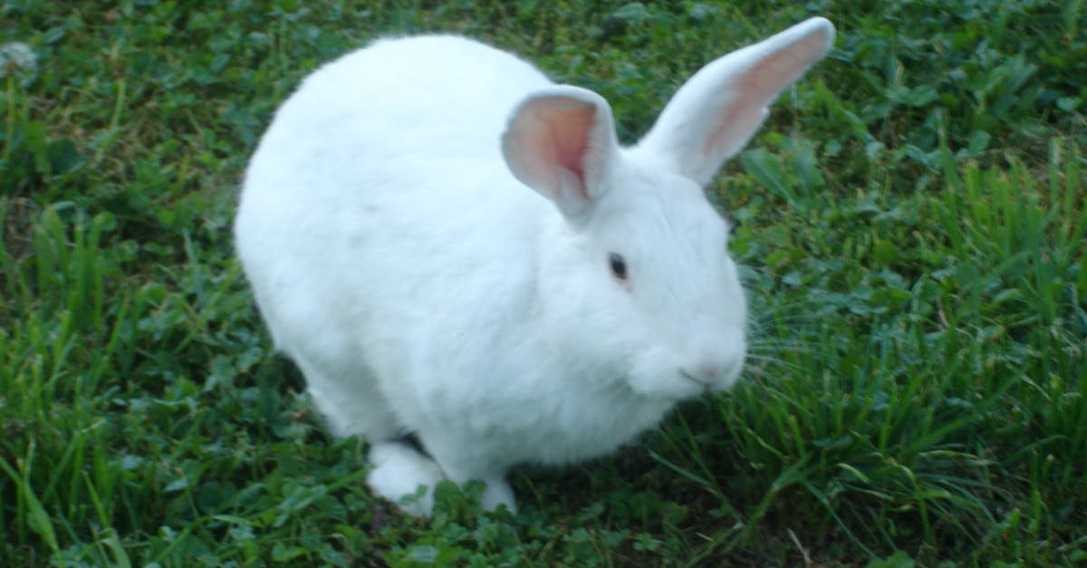 Free stock photo of conejo, rabbit