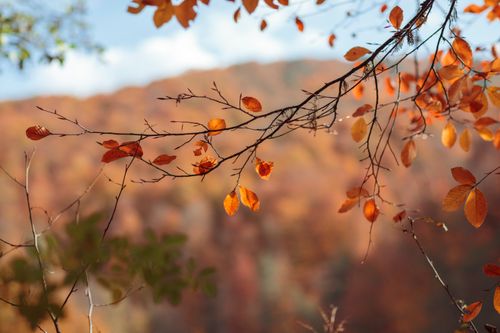Free Close-up of vibrant autumn leaves in Yedigöller, creating a warm seasonal atmosphere. Stock Photo