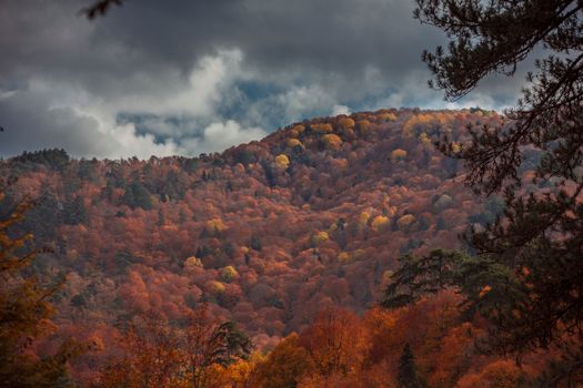 Experience the vibrant autumn foliage in Yedigöller National Park, Bolu, Turkey.