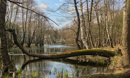 Δωρεάν στοκ φωτογραφιών με krása přírody, lesná rieka, δεινοσαύρου