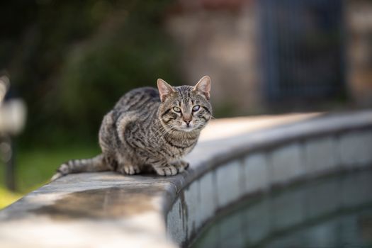 A Mackerel Tabby Cat on a Wall