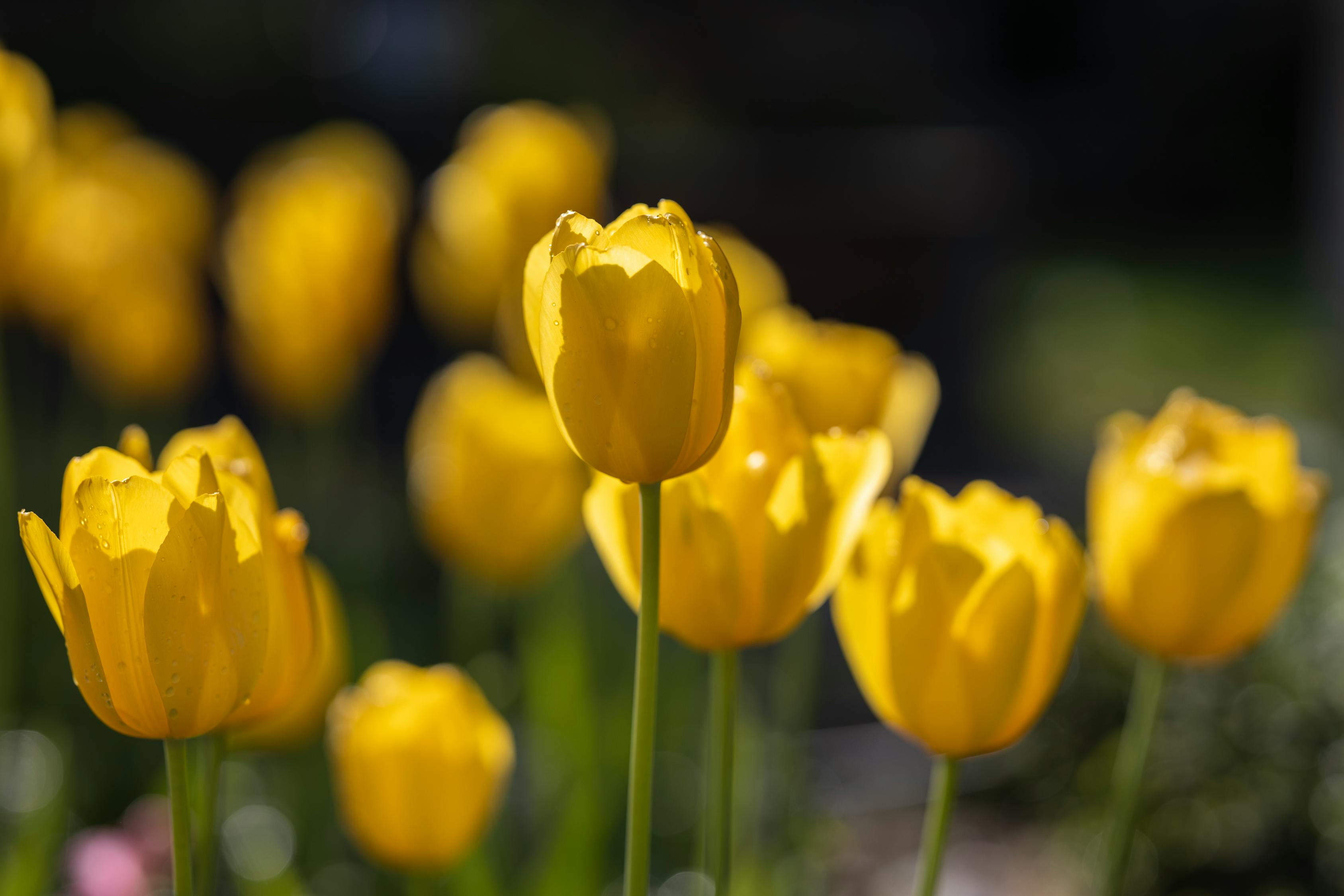 Yellow Tulips in Bloom · Free Stock Photo